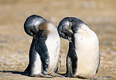BRD 05 MH0012 01
Two African Penguin Chicks Grooming On Beach