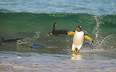 BRD 05 WF0001 01
Gentoo Penguin Surfing On Wave Into Beach