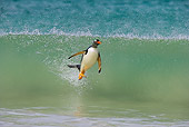BRD 05 WF0002 01
Gentoo Penguin Surfing On Wave Into Beach