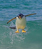BRD 05 WF0003 01
Gentoo Penguin Surfing On Wave Into Beach