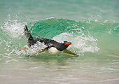 BRD 05 WF0004 01
Gentoo Penguin Surfing On Wave Into Beach