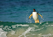BRD 05 WF0005 01
Gentoo Penguin Surfing On Wave Into Beach