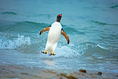 BRD 05 WF0006 01
Gentoo Penguin Surfing On Wave Into Beach