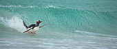 BRD 05 WF0007 01
Gentoo Penguin Surfing On Wave Into Beach