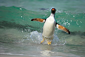 BRD 05 WF0008 01
Gentoo Penguin Surfing On Wave Into Beach