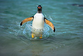 BRD 05 WF0009 01
Gentoo Penguin Surfing On Wave Into Beach