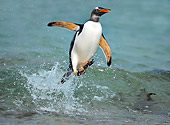 BRD 05 WF0010 01
Gentoo Penguin Surfing On Wave Into Beach