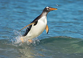 BRD 05 WF0011 01
Gentoo Penguin Surfing On Wave Into Beach