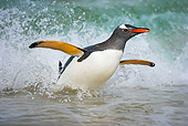 BRD 05 WF0012 01
Gentoo Penguin Surfing On Wave Into Beach