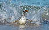 BRD 05 WF0013 01
Gentoo Penguin Surfing On Wave Into Beach