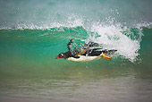BRD 05 WF0014 01
Gentoo Penguin Surfing On Wave Into Beach