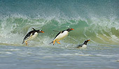 BRD 05 WF0015 01
Gentoo Penguins Surfing On Wave Into Beach