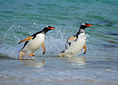 BRD 05 WF0016 01
Gentoo Penguins Surfing On Wave Into Beach