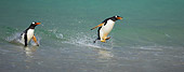 BRD 05 WF0017 01
Gentoo Penguins Surfing On Wave Into Beach