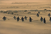 BRD 05 WF0020 01
Flock Of Gentoo Penguins Running On Windblown Sand On Beach