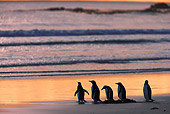 BRD 05 WF0021 01
Silhouette Of Gentoo Penguins Standing Against Ocean At Sunset