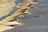 BRD 05 WF0022 01
Flock Of Gentoo Penguins Standing On Beach At Sunrise