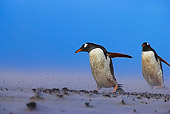 BRD 05 WF0023 01
Gentoo Penguins Walking Through Sand Storm