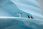 BRD 05 WF0024 01
Gentoo Penguins Standing On Blue Iceberg