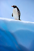 BRD 05 WF0025 01
Gentoo Penguin Standing On Blue Iceberg