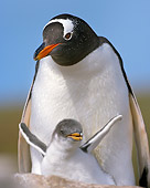 BRD 05 WF0026 01
Portrait Of Gentoo Penguin Adult With Chick