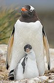 BRD 05 WF0029 01
Portrait Of Gentoo Penguin Adult With Chick On Nest