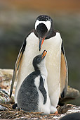 BRD 05 WF0030 01
Portrait Of Gentoo Penguin Adult With Chick On Nest