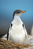 BRD 05 WF0031 01
Portrait Of Gentoo Penguin Chick On Nest