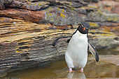 BRD 05 WF0033 01
Rockhopper Penguin Standing In Rock Pool