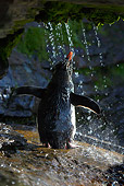 BRD 05 WF0034 01
Rockhopper Penguin Having Freshwater Shower
