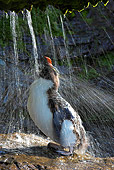 BRD 05 WF0035 01
Rockhopper Penguin Having Freshwater Shower
