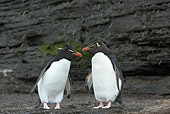BRD 05 WF0036 01
Rockhopper Penguins Standing On Mud With Falling Snow