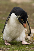 BRD 05 WF0037 01
Rockhopper Penguin Walking On Grass
