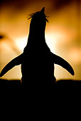 BRD 05 WF0038 01
Silhouette Of Rockhopper Penguin Stretching At Sunset