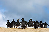 BRD 05 WF0039 01
Rockhopper Penguins Walking Over Sand Hill