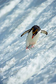 BRD 05 WF0040 01
Macaroni Penguin Skiing Across Glacier