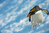 BRD 05 WF0041 01
Macaroni Penguin Skiing Across Glacier