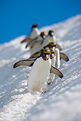 BRD 05 WF0042 01
Group Of Macaroni Penguins Skiing Across Glacier