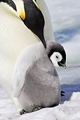 BRD 05 WF0043 01
Emperor Penguin Adult Preening Chick In Snow