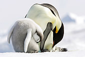 BRD 05 WF0044 01
Emperor Penguin Adult And Chick Preening In Snow