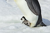 BRD 05 WF0045 01
Emperor Penguin Chick Sitting On Feet Of Adult