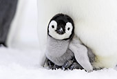 BRD 05 WF0046 01
Emperor Penguin Chick Sitting On Feet Of Adult