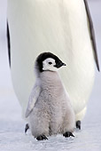 BRD 05 WF0047 01
Emperor Penguin Chick Sitting On Feet Of Adult