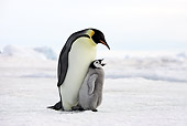 BRD 05 WF0048 01
Emperor Penguin Adult With Begging Chick On Ice