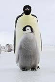 BRD 05 WF0049 01
Emperor Penguin Adult With Chick On Ice