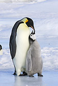 BRD 05 WF0050 01
Emperor Penguin Adult With Begging Chick On Ice