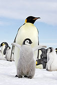 BRD 05 WF0051 01
Emperor Penguin Chick With Open Wings In Front Of Adult On Ice