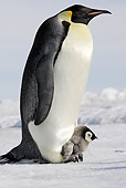 BRD 05 WF0052 01
Emperor Penguin Chick Sitting On Feet Of Adult On Ice