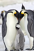 BRD 05 WF0053 01
Emperor Penguin Parents With Begging Chick