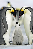 BRD 05 WF0054 01
Emperor Penguin Parents With Begging Chick